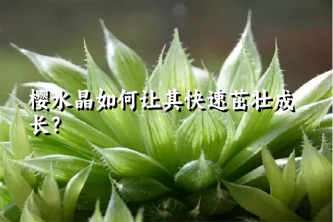 樱水晶如何让其快速茁壮成长？