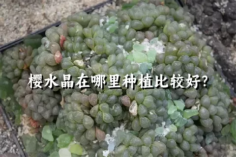 樱水晶在哪里种植比较好？