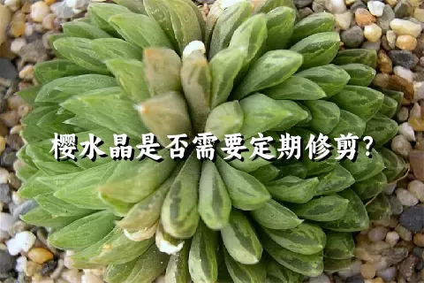 樱水晶是否需要定期修剪？