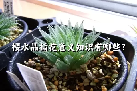 樱水晶插花意义知识有哪些？