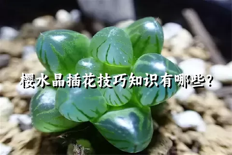 樱水晶插花技巧知识有哪些？