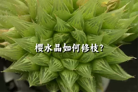 樱水晶如何修枝？