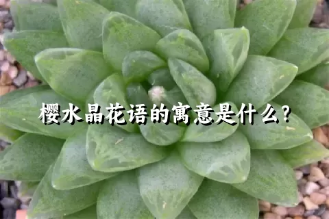 樱水晶花语的寓意是什么？