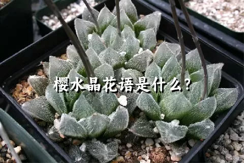 樱水晶花语是什么？