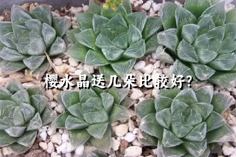 樱水晶送几朵比较好？