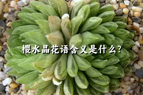 樱水晶花语含义是什么？