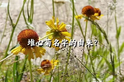 堆心菊名字的由来？