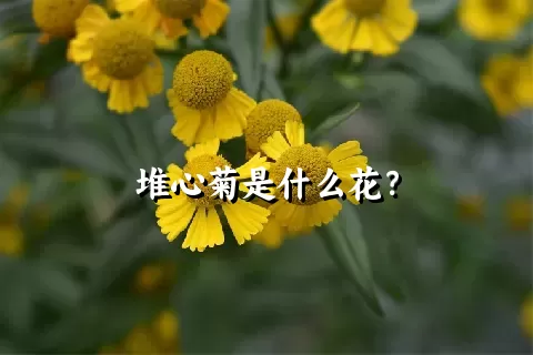 堆心菊是什么花？