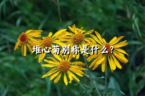 堆心菊别称是什么？