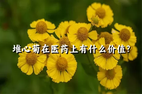 堆心菊在医药上有什么价值？