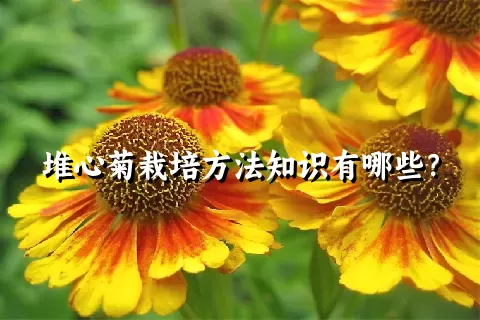 堆心菊栽培方法知识有哪些？