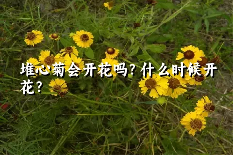 堆心菊会开花吗？什么时候开花？