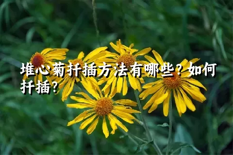 堆心菊扦插方法有哪些？如何扦插？