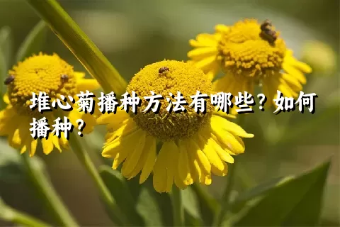 堆心菊播种方法有哪些？如何播种？