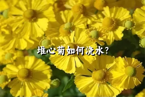 堆心菊如何浇水？