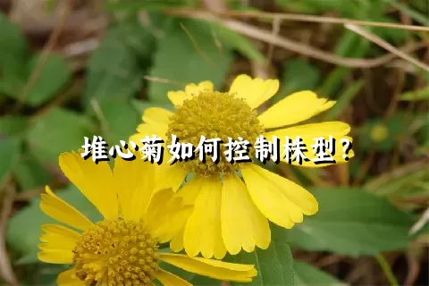 堆心菊如何控制株型？