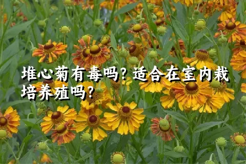 堆心菊有毒吗？适合在室内栽培养殖吗？