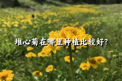 堆心菊在哪里种植比较好？