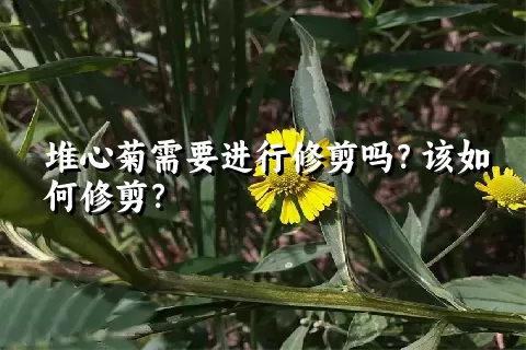 堆心菊需要进行修剪吗？该如何修剪？