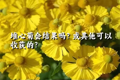 堆心菊会结果吗？或其他可以收获的？