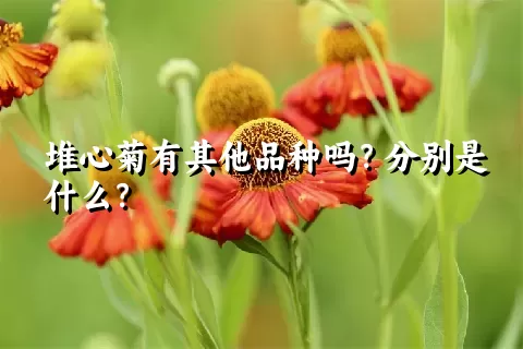 堆心菊有其他品种吗？分别是什么？