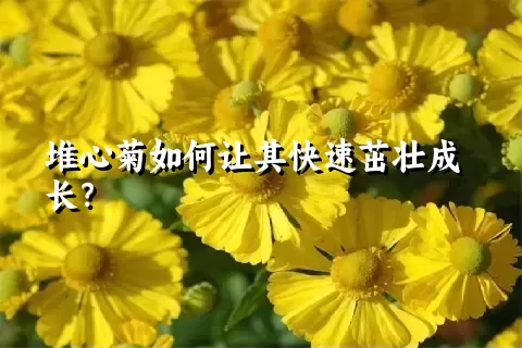 堆心菊如何让其快速茁壮成长？