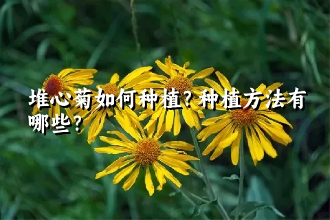 堆心菊如何种植？种植方法有哪些？