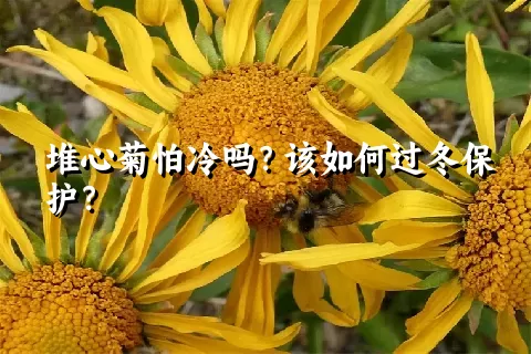 堆心菊怕冷吗？该如何过冬保护？