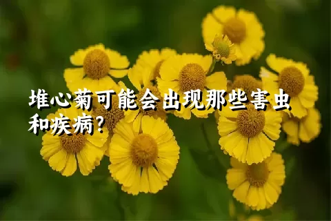 堆心菊可能会出现那些害虫和疾病？