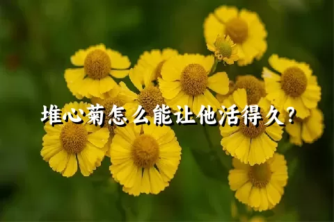 堆心菊怎么能让他活得久？