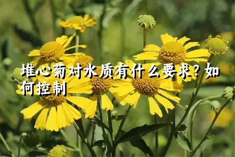 堆心菊对水质有什么要求？如何控制