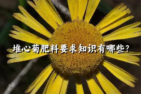 堆心菊肥料要求知识有哪些？