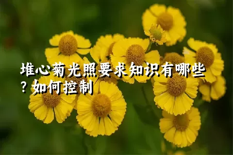 堆心菊光照要求知识有哪些？如何控制