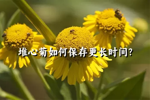 堆心菊如何保存更长时间？