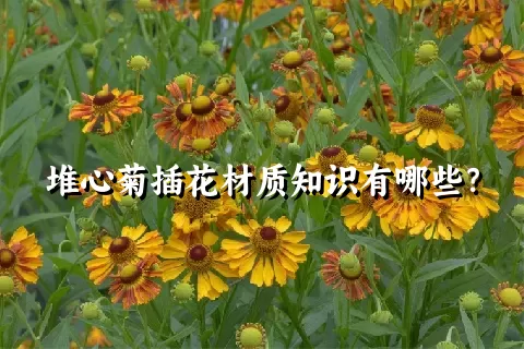 堆心菊插花材质知识有哪些？