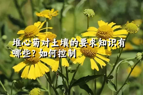 堆心菊对土壤的要求知识有哪些？如何控制