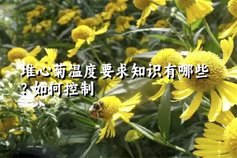 堆心菊温度要求知识有哪些？如何控制