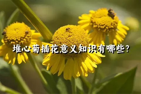 堆心菊插花意义知识有哪些？