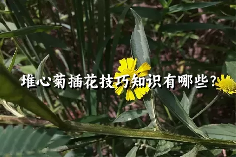 堆心菊插花技巧知识有哪些？