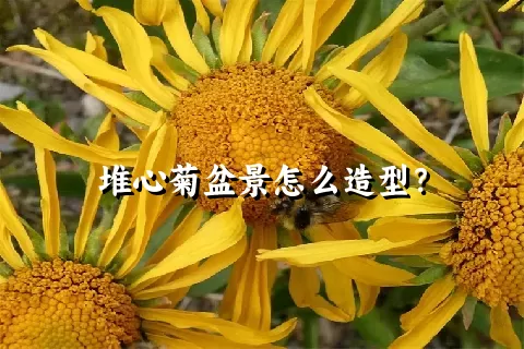 堆心菊盆景怎么造型？