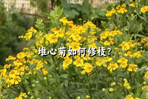 堆心菊如何修枝？