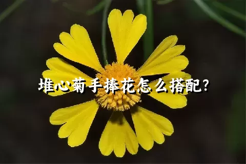 堆心菊手捧花怎么搭配？