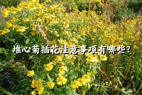 堆心菊插花注意事项有哪些？