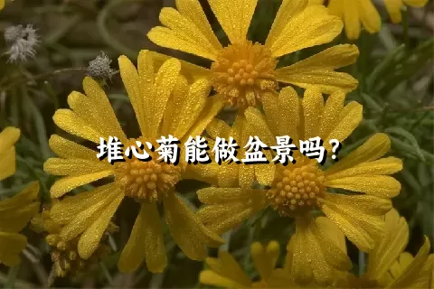 堆心菊能做盆景吗？