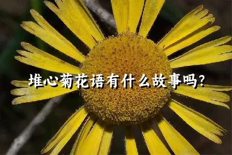 堆心菊花语有什么故事吗？