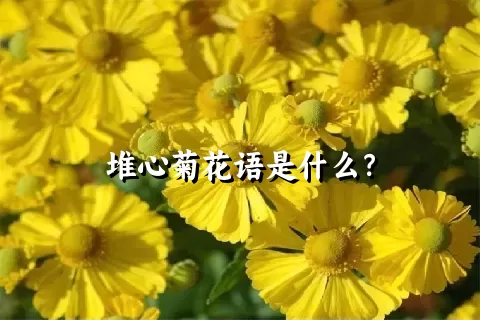 堆心菊花语是什么？