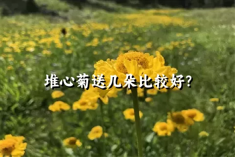 堆心菊送几朵比较好？