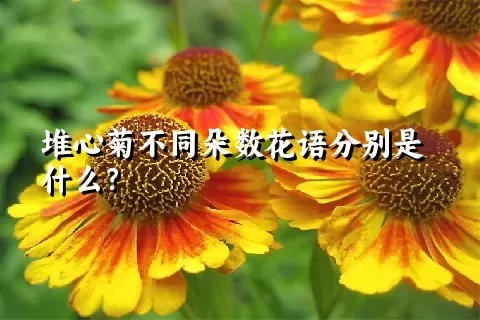 堆心菊不同朵数花语分别是什么？