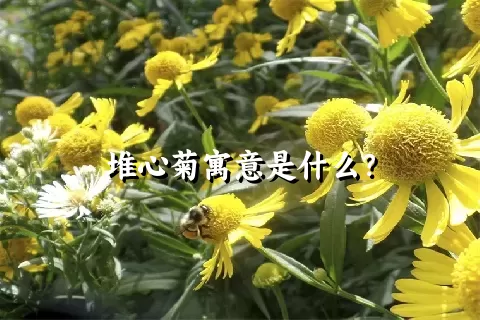 堆心菊寓意是什么？