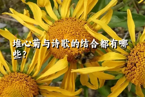 堆心菊与诗歌的结合都有哪些？